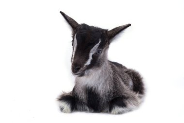 Küçük güzel goatling