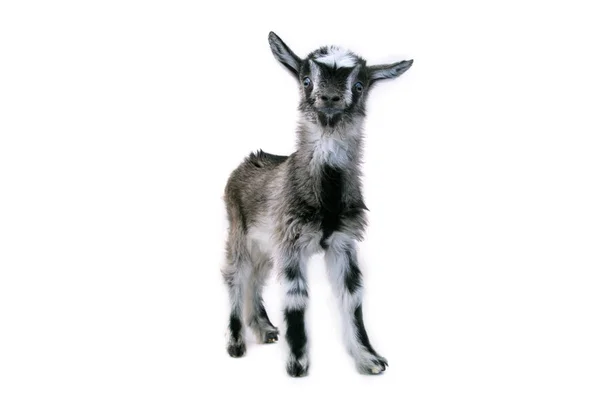 Kleine mooie goatling — Stockfoto