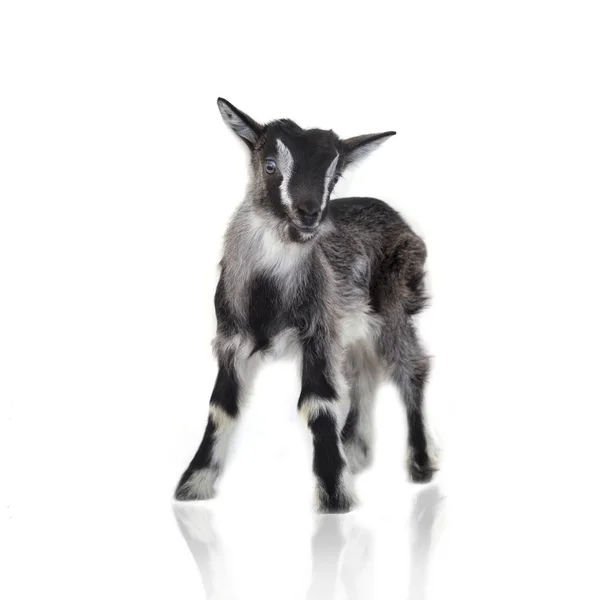 Pequena cabra bonita — Fotografia de Stock