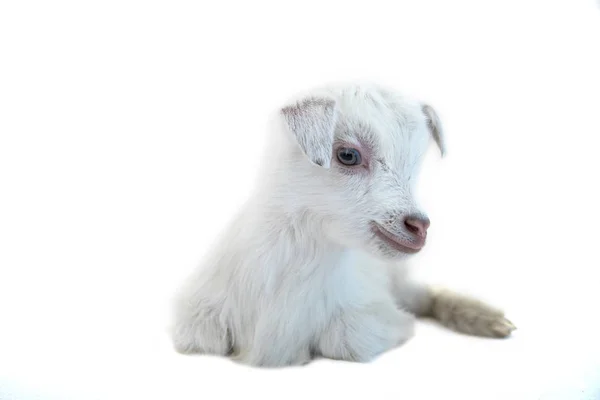 Lamm vor weißem Hintergrund — Stockfoto