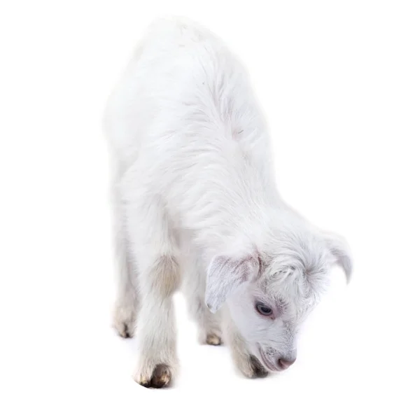 Cordeiro em pé sobre o branco — Fotografia de Stock