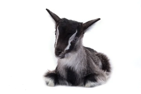 Little pretty goatling — Stock Photo, Image