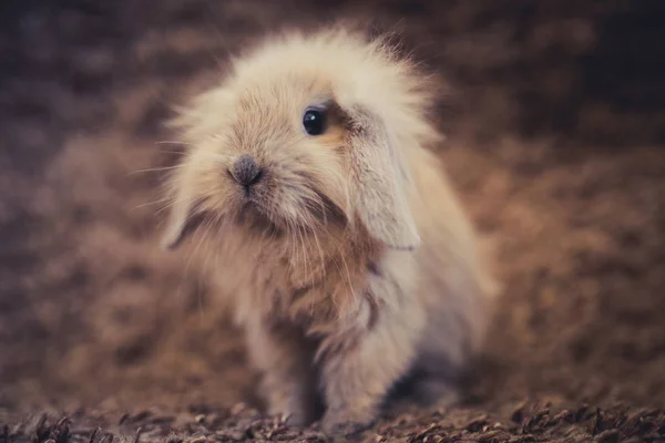 Studio záběr králíka domácího — Stock fotografie