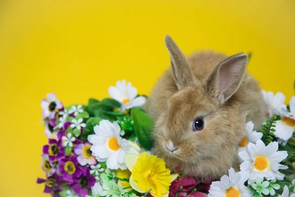 Çiçekli sevimli tavşan — Stok fotoğraf