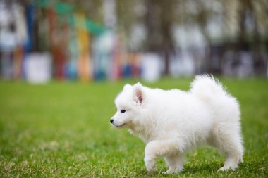 Beyaz Samoyed yavru köpek
