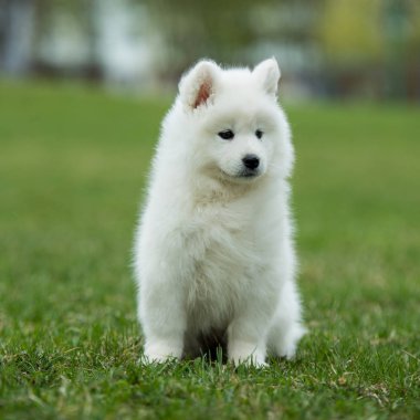 Beyaz Samoyed yavru köpek