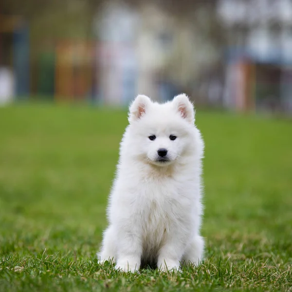 Білий Samoyed Вівчарки середньоазіатські — стокове фото