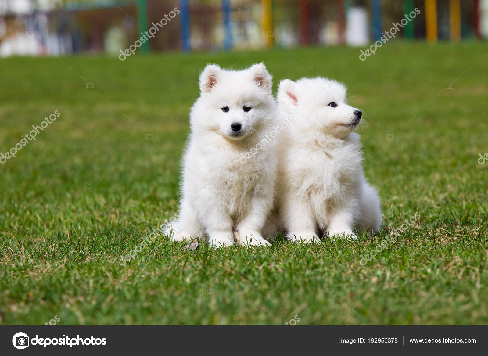 Samoyed Mix Do Samoyeds Get Along With Cats Samoyed Puppy Arctic