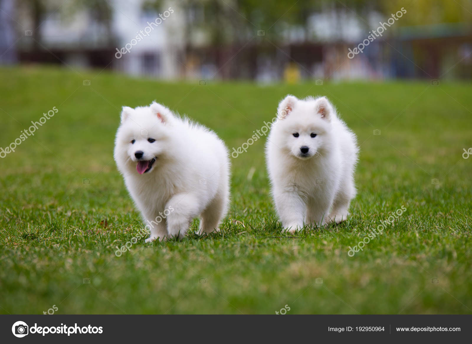 Chien Chiot Samoyède Blanc Photographie Djemphoto 192950964