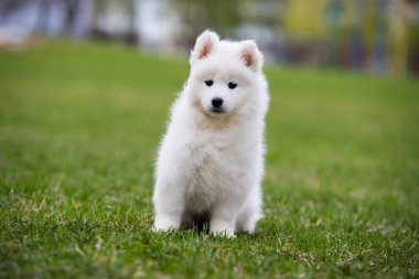 Beyaz Samoyed yavru köpek