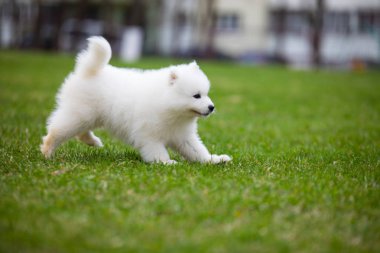 Beyaz Samoyed yavru köpek