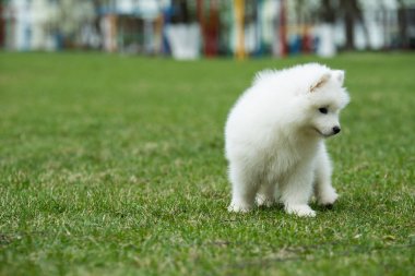 Beyaz Samoyed yavru köpek