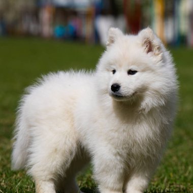 Beyaz Samoyed yavru köpek