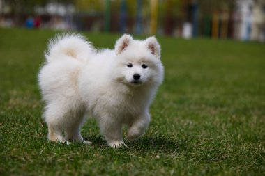 Beyaz Samoyed yavru köpek