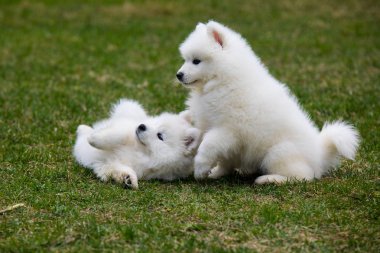 Beyaz Samoyed yavru köpek