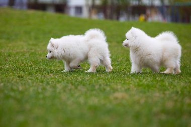 Beyaz Samoyed yavru köpek