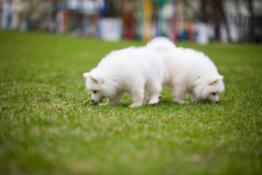 Beyaz Samoyed yavru köpek