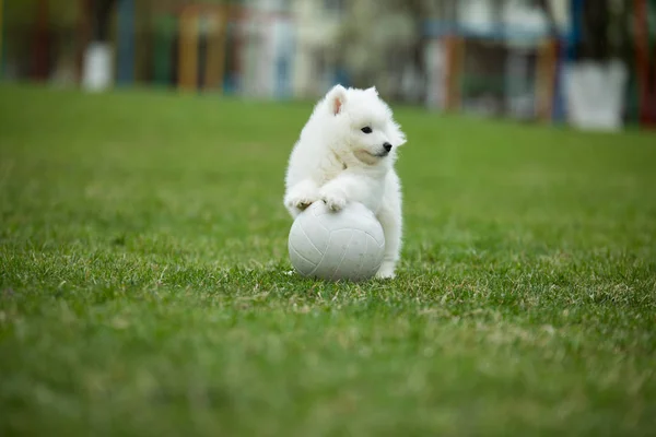 Blanco Samoyed cachorro perro — Foto de Stock