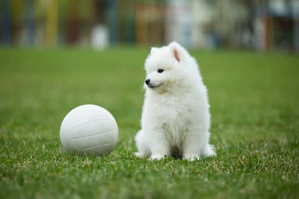 Pies biały szczeniak samojeda — Zdjęcie stockowe