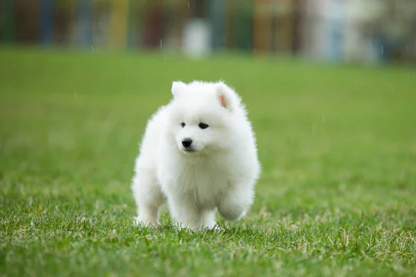 Fehér Szamojéd kölyök kutya — Stock Fotó