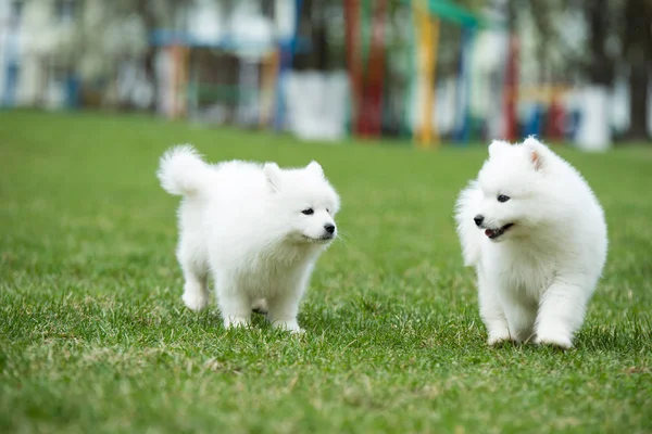 Chien blanc Samoyed chiot — Photo