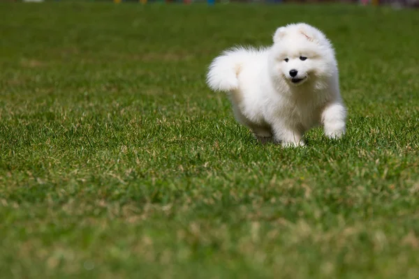 Bílé samojed štěně pes — Stock fotografie
