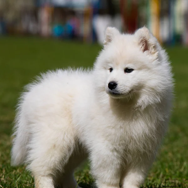 Bílé samojed štěně pes — Stock fotografie