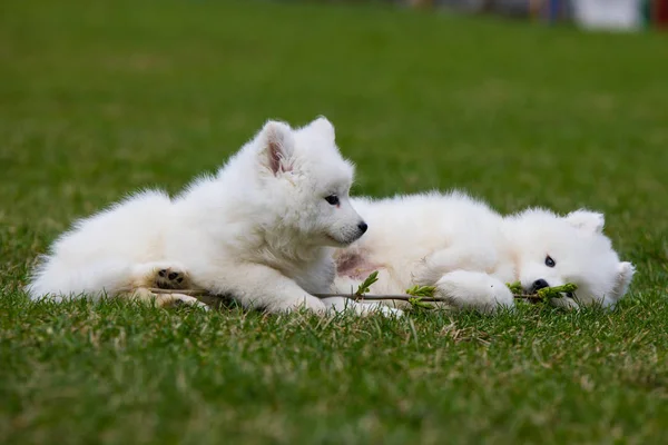 Witte Samojeed Puppy hondje — Stockfoto