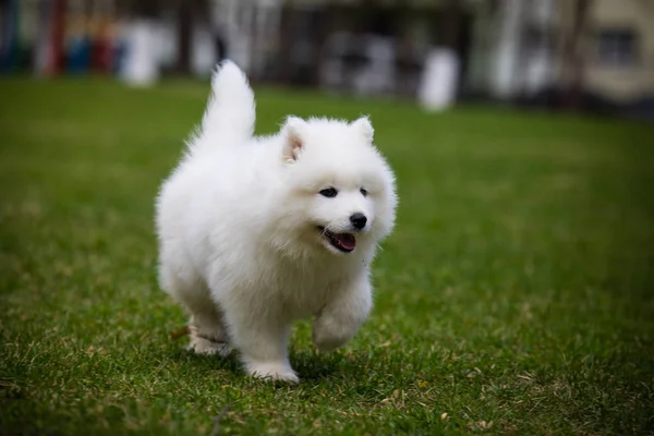 화이트 Samoyed 강아지 — 스톡 사진