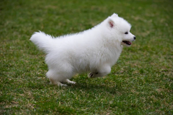 Bílé samojed štěně pes — Stock fotografie