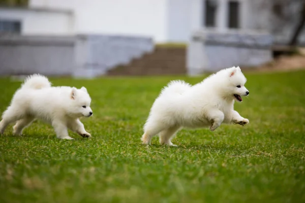 Chien blanc Samoyed chiot — Photo