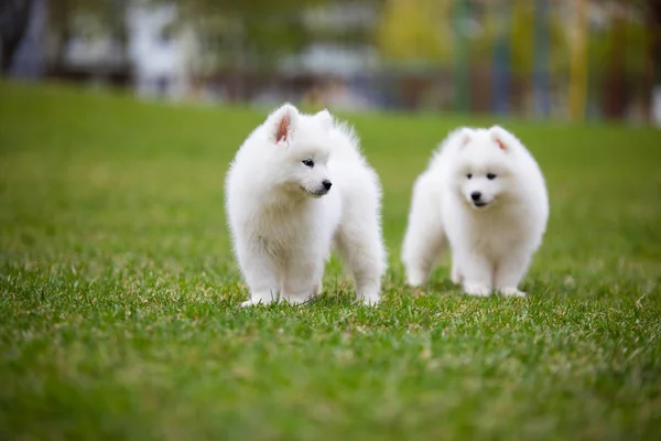 Chien blanc Samoyed chiot — Photo