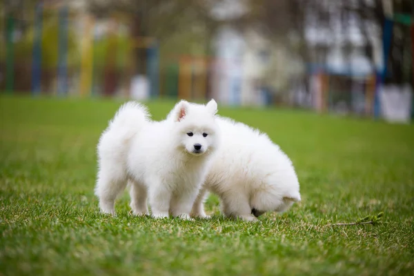 Bílé samojed štěně pes — Stock fotografie