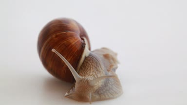 Beyaz Bahçe salyangoz