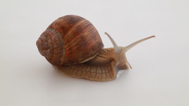 Escargot de jardin sur blanc 