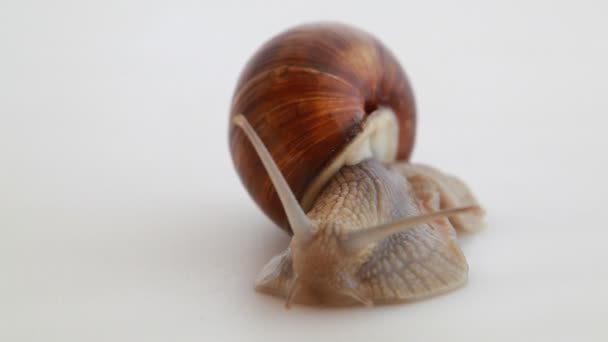 Gartenschnecke auf Weiß — Stockvideo