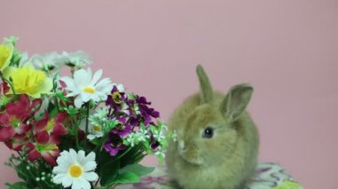 Bunny tavşan çiçekler '.