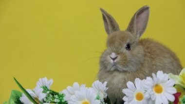 Bunny tavşan çiçekler '.