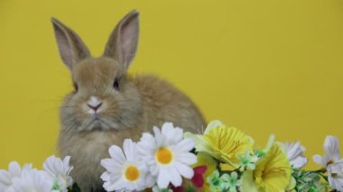 Bunny tavşan çiçekler '.