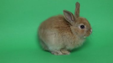 Paskalya tavşanı yeşil