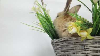 Sevimli tavşan sepet içinde oturan