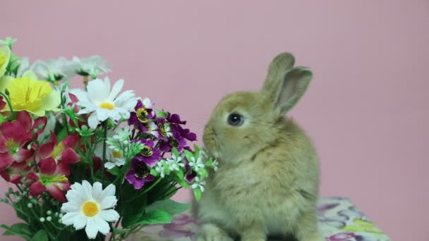 Bunny rabbit on the flowers. — Stock Video