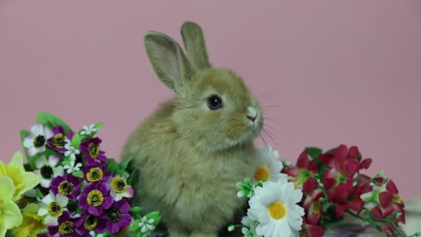 Konijn op de bloemen. — Stockvideo