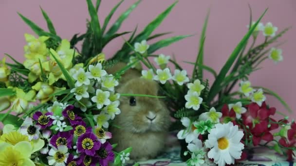 Bunny rabbit on the flowers. — Stock Video