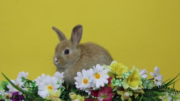 Konijn op de bloemen. — Stockvideo