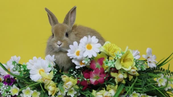 Konijn op de bloemen. — Stockvideo