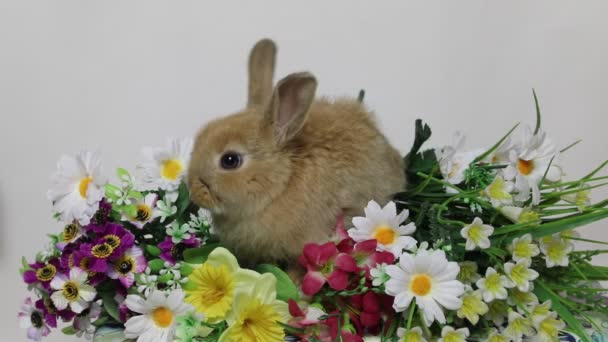 Lapin lapin sur les fleurs . — Video