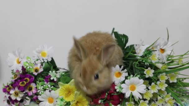 Conejo conejo en las flores . — Vídeos de Stock