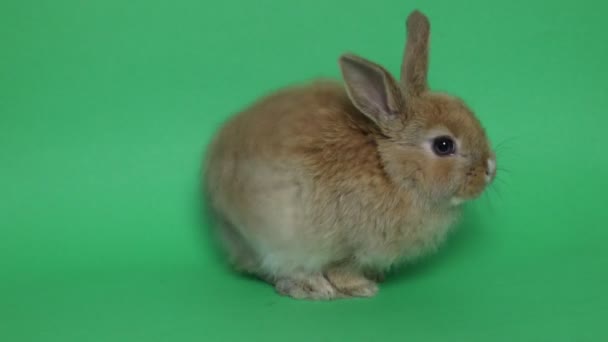 Conejo de Pascua en el verde — Vídeo de stock