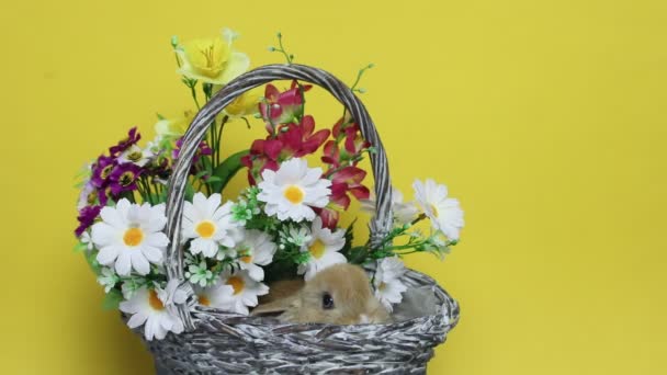 Bunny rabbit on the flowers. — Stock Video